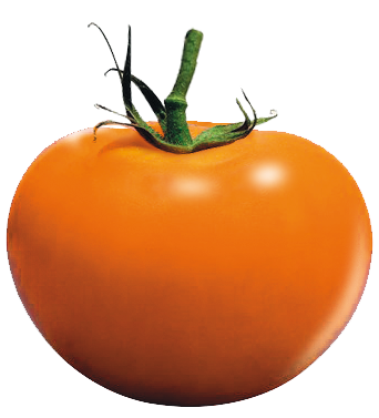 tomatelud2.png